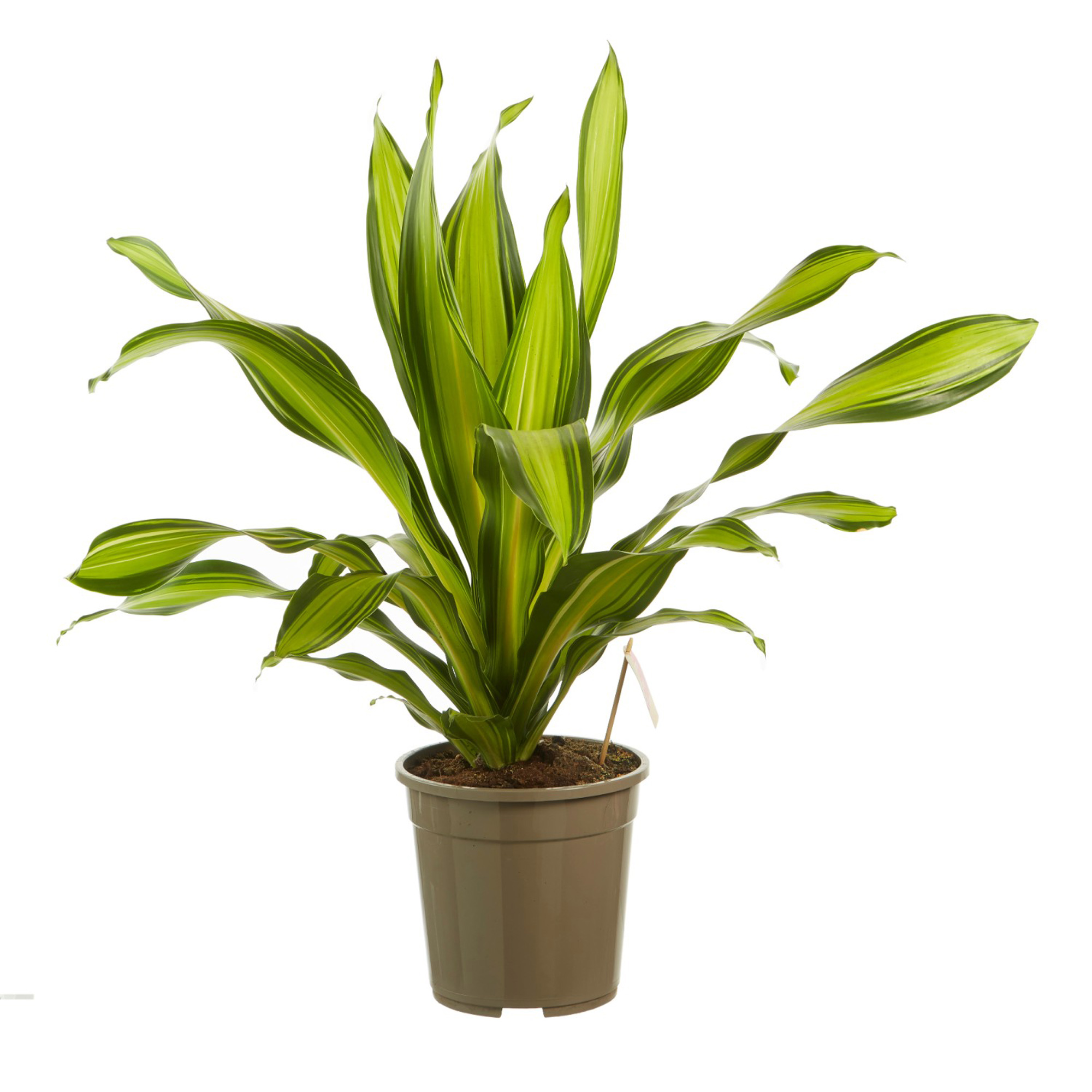 Dagaanbieding - Dracaena fragrans Charley Drakenboom dagelijkse koopjes